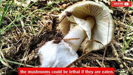 Deadly death cap mushroom sighting in Canberra prompts health warning