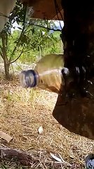 lebah madu hutan INDONESIA