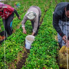 شاهد فى دقيقة.. إجراءات الرى لترشيد استهلاك المياه