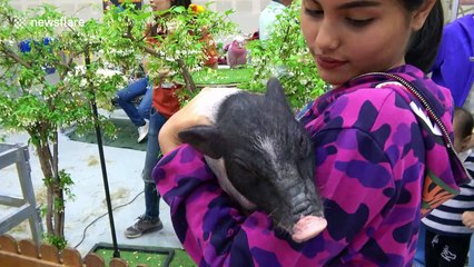 What a Babe! Pampered piglet enjoys pot belly pats