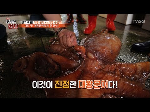 이만기, 어마어마한 크기의 대왕문어를 만나다! [뉴 코리아 헌터] 54회 20170612