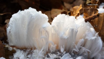 Beautiful "Frost Flowers" Are One of the Luckiest Finds in Nature