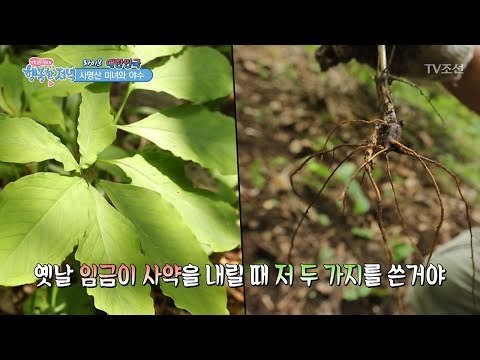 먹으면 죽는 약초가 있다?! [행복한 저녁] 41회 20170613
