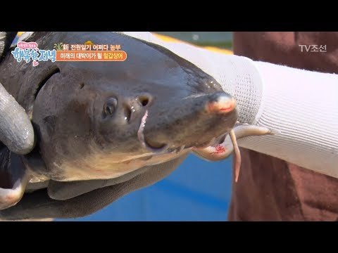 마지막 대박이, 철갑상어! [행복한 저녁] 38회 20170608