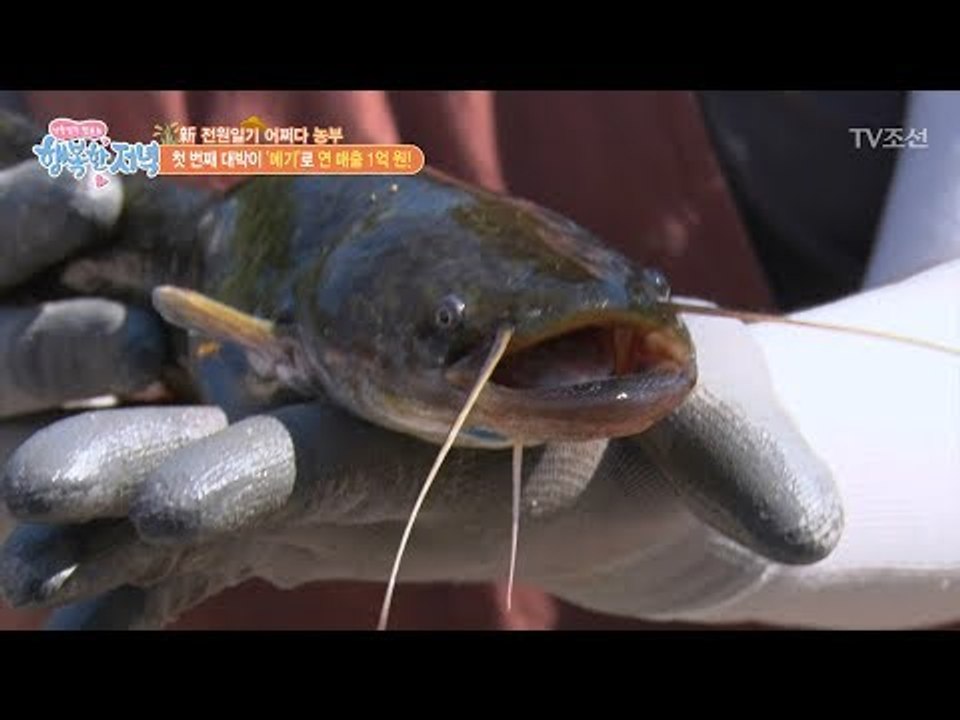 귀농부부에게도 대박이가 있다?! [행복한 저녁] 38회 20170608