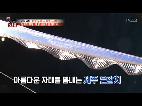 아름다운 자태의 제주 은갈치! [뉴 코리아 헌터] 54회 20170612