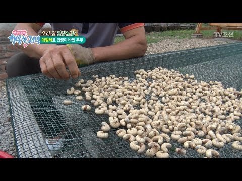 애벌레 건강하고 맛있게 먹는 방법! [행복한 저녁] 50회 20170626