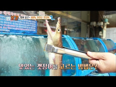 장어 중에 으뜸! 100% 자연산 갯장어! [황수경의 생활보감] 13회 20170702