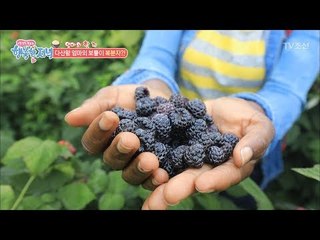 자연에서 얻은 빛나는 복분자! [행복한 저녁] 49회 20170623