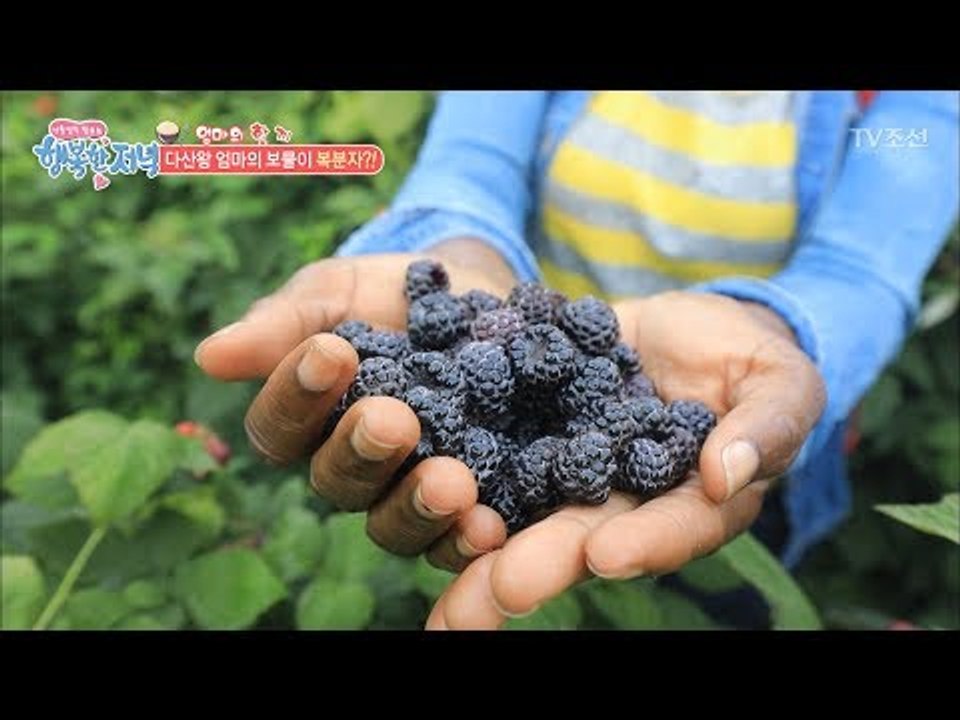 자연에서 얻은 빛나는 복분자! [행복한 저녁] 49회 20170623
