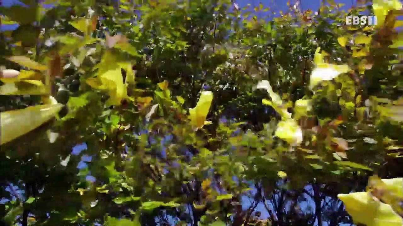 EBS 다큐프라임 - Docuprime_[과학 대기획_다섯개의 열쇠- 0과 1,디지털]_#001