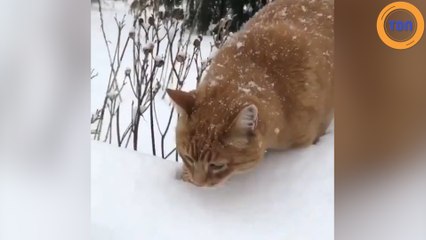 Ce chat découvre la neige pour la première fois !