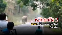 หนีกระเจิง !! ช้างป่า วิ่งไล่รถมอเตอร์ไซค์ ที่อินเดีย