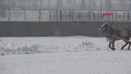 Spor Tek Gözlü At Dadaş, 4'üncü Kez Şampiyon Oldu
