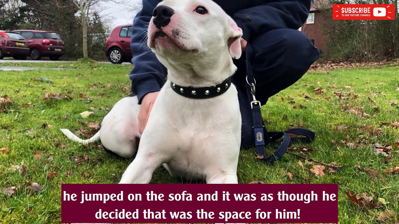 Snoop the abandoned Staffie has found a loving new home