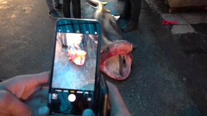 Mersin Beyaz Köpek Balığına Yoğun İlgi