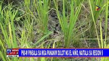 P90-M pinsala sa mga pananim dulot ng El Niño, naitala sa region 9