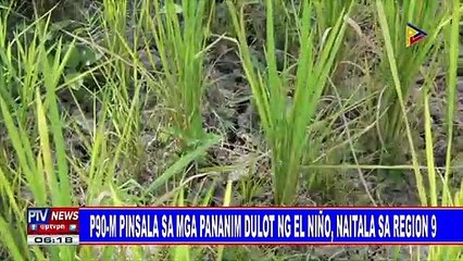 P90-M pinsala sa mga pananim dulot ng El Niño, naitala sa region 9
