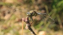 Female Dragonflies Fake Their Own Death To Avoid Mating