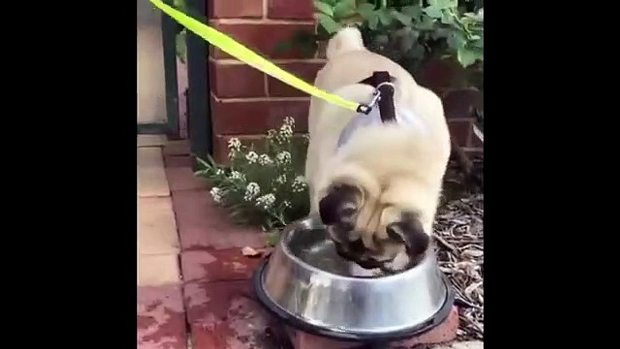 baby dogs