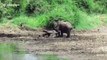 Playful elephants enjoy mucky sibling wrestle in river mud