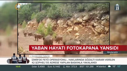 Yaban hayatı fotokapanda