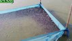Pangash/Pangasius Fish seeds Farm / Hatchery