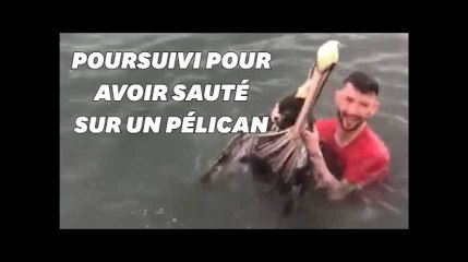 Après avoir sauté sur un pélican, il est poursuivi en justice