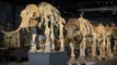 Scientists Work To Bring Woolly Mammoth Back To Life