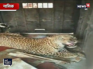 VIDEO: 4 दिन उत्पात मचाता रहा तेंदुआ, पिंजरे में फंसा तो ऐसे गुर्राया