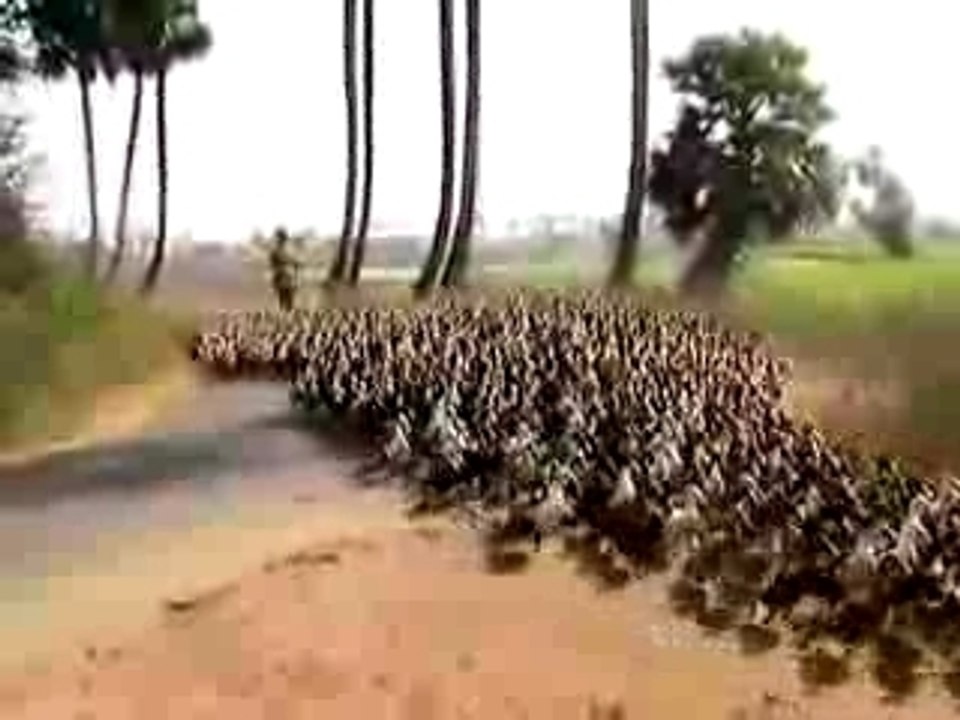 Marching Indian Ducks