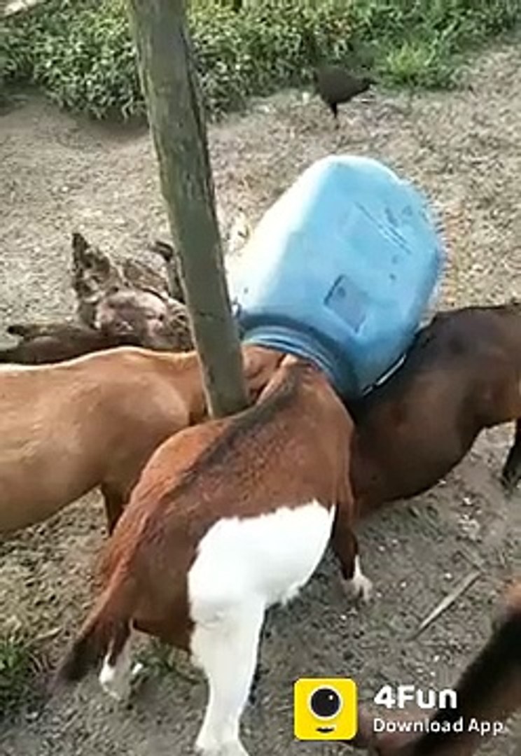 Comedy  Video................................