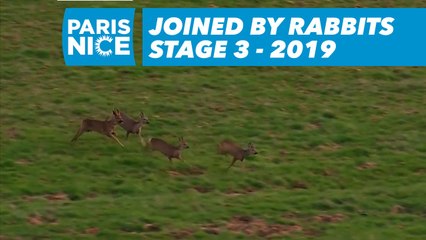 Joined by rabbits   - Étape 3 / Stage 3 - Paris-Nice 2019