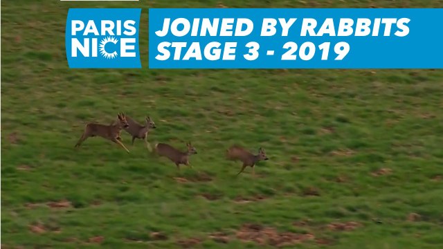 Joined by rabbits - Étape 3 / Stage 3 - Paris-Nice 2019