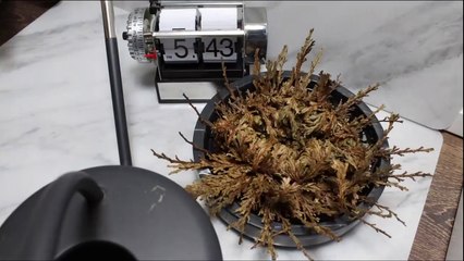 Resurrection of a dried plant