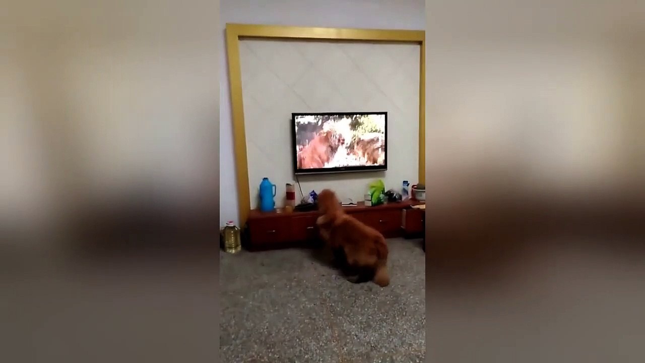 Golden retriever scared by tiger on TV