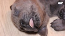 Собака породы кане-корсо родила 18 щенков
