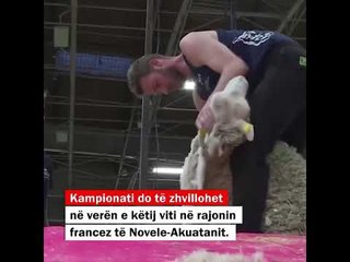 Franca këtë vit do të jetë organizatore e Kampionatit Botëror të qethjes së deleve