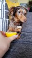 Ce chien devient fou en goûtant un citron !