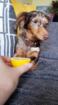 Ce chien devient fou en goûtant un citron !