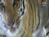Behind the scenes: Bengal tiger's veterinarian appointment at the Wildlife World Zoo - ABC15 Digital