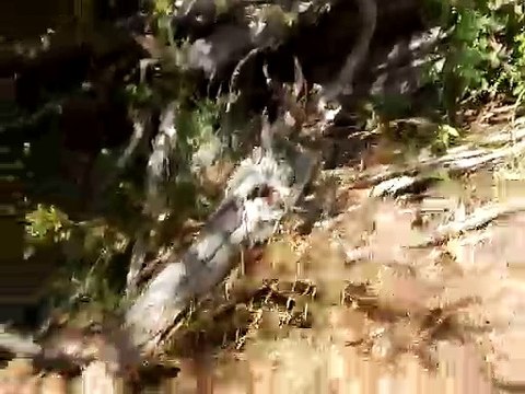 Venomous Eastern Brown Snake Catches Skink