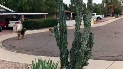Dog and Coyote Make Perfect Play Pals
