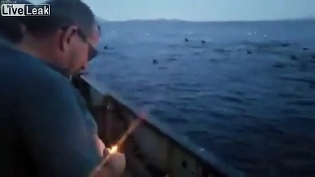 Ce pêcheur jette un explosif dans l'eau aux phoques et otaries !