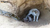 Boys Found Five Cats From Python Attack - Python Attack Cat Nest