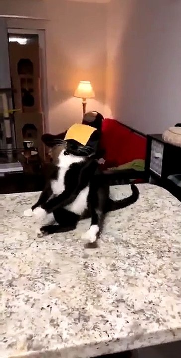 Cheese Challenge avec son chat