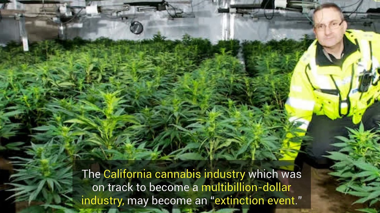 California Pot Growers Licenses Set To Expire