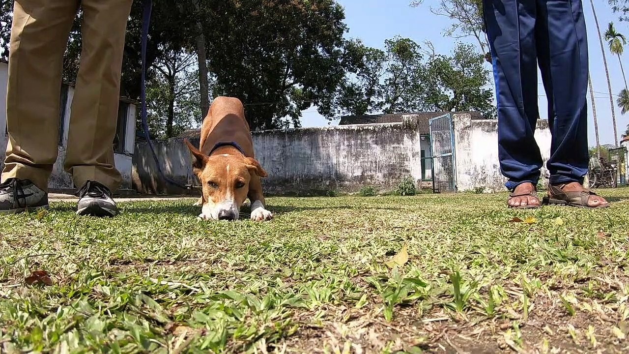 Vom straßenhund zur polizei-spürnase