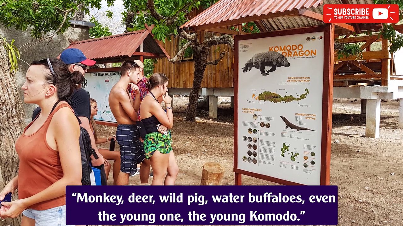 Amid Tourism Push, Concern Grows Over Indonesia’s Komodo Dragons