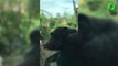 Ce singe adorable fait un bisou à un enfant à travers la vitre au zoo